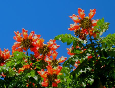 Bell shaped blooms of an African tulip tree pointed toward the sky