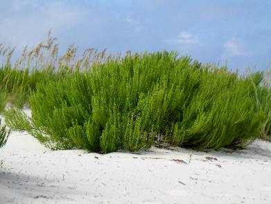 Beach Rosemary