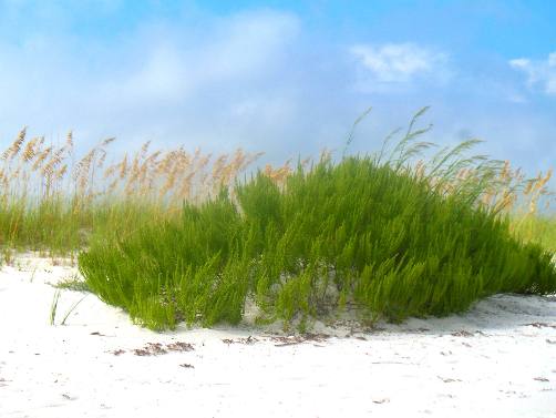 Beach Rosemary