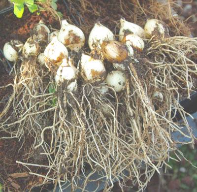 Camas bulbs or roots that the Nez Perce used as a staple in their diet 