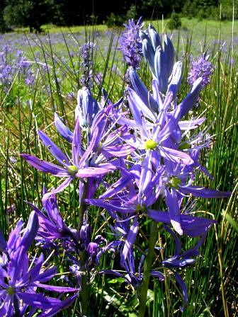 Camas lily in bloom