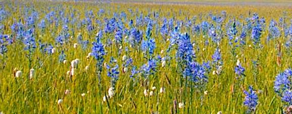 Field of camas lily flowers like described in the journals of the Corps of Discovery