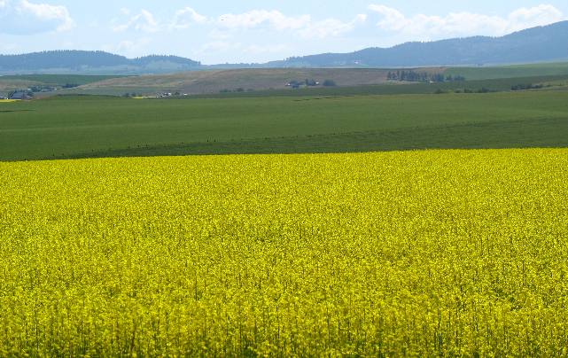 Canola in bloom near Nezperce, Idaho on the Camas Prairie