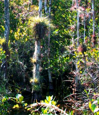 Air Plants seen on Loop Trail Everglades National Park
