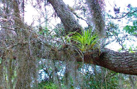 Bromeliad on large oak limb