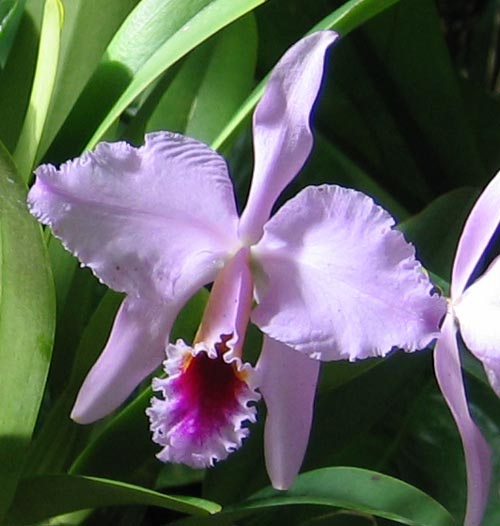 Epiphyte orchid bloom