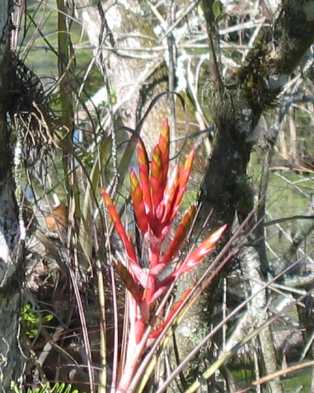 Bromeliads are epiphytes