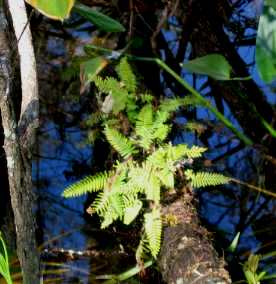 Some ferns are epiphytes