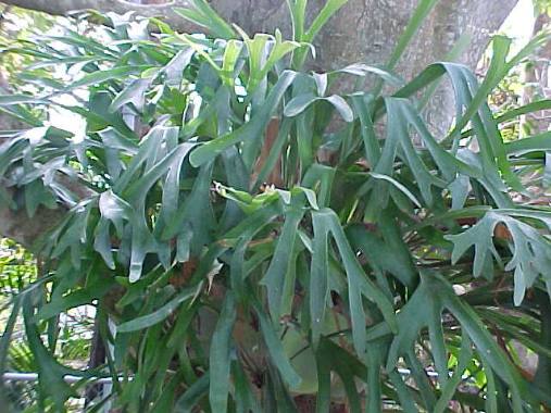 Staghorn Fern is another epiphyte
