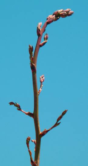 Florida Yucca bloom stalk