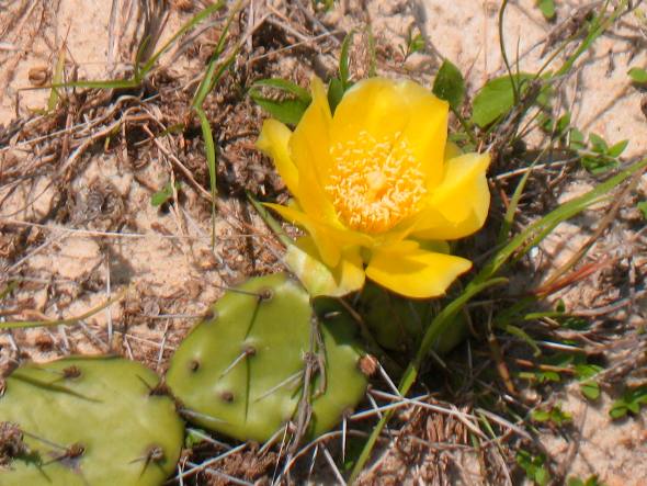 Florida cactus blooming on beach at St Andrews State Park