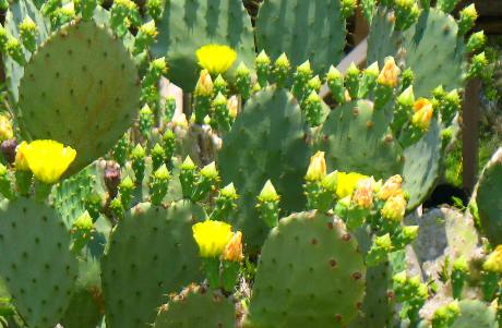 Domestic Cactus