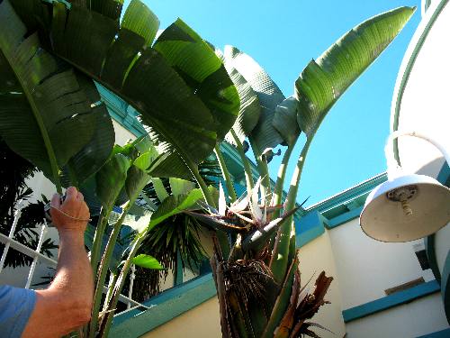 Giant White Bird of Paradise plant in a Key West courtyard 
