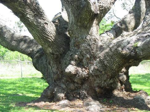Big Tree at Goose Island State Park is the reigning Texas Champion Live Oak.