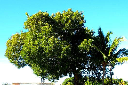 mahogany tree