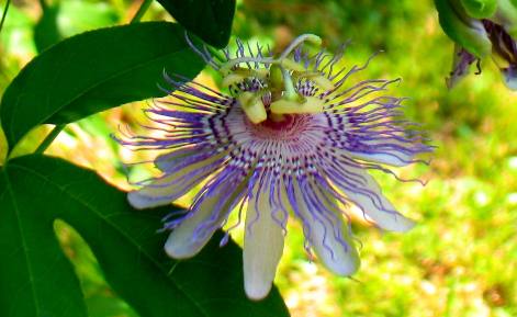 Maypop or passion vine