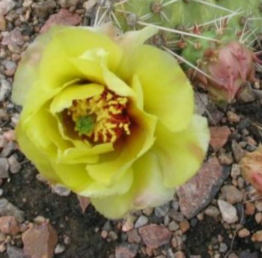 Yellow Prickly Pear Cactus bloom