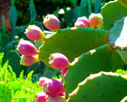 Prickly pear cactus pears or fruit