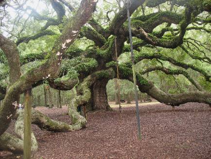 Resurrection Fern growing on Angel Oak