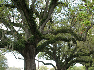 Resurrection Fern growing on Ancient Live Oak trees