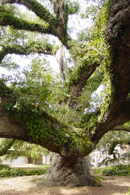 Resurrection Fern growing on Cathedral Oak in Lafayette, Louisiana