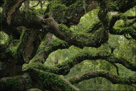 Resurrection Fern growing on Ancient Live Oak
