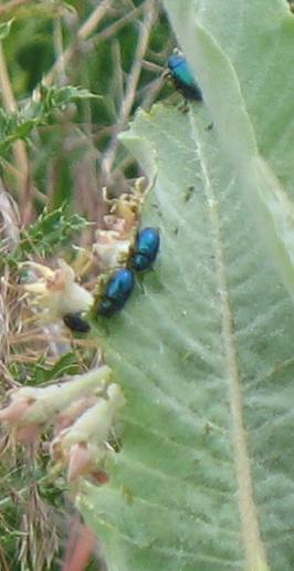 Beetles on Showy Milkweed