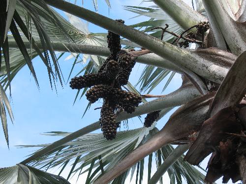 Fruit on a mature silver Bismarck palm