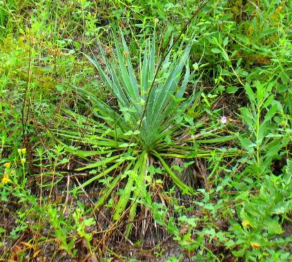 Spanish Bayonet