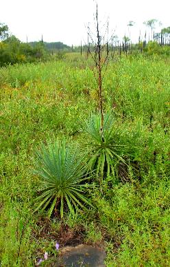 Spanish Bayonet