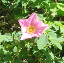 Woods Rose growing wild high in the Colorida Rockies near Grand Lake