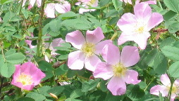 Wild wood roses high in the Rocky Mountains around Grand Lake
