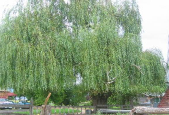 Beautiful willow tree in southeastern Idaho around Preston