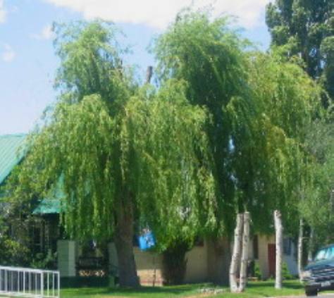 Large willow tree in down town Salida, Colorado