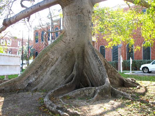 Kapok or Silk Cotton Tree