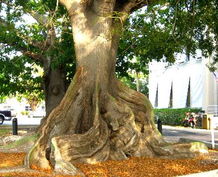 Kapok or Silk Cotton Tree