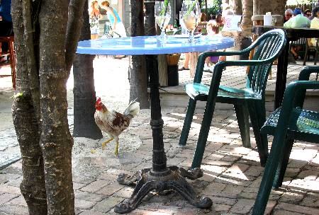 Feral Chicken adding ambience to the world famous Blue Heaven Restaurant in Key West